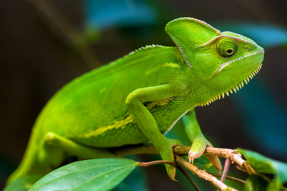 Buy Live Chameleons With Overnight Delivery – Big Apple Pet Supply