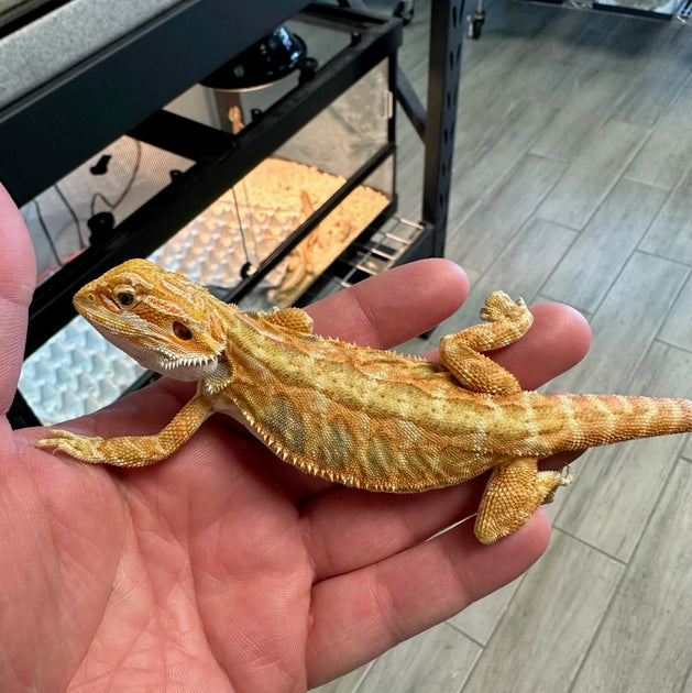 Red Bearded Dragons For Sale – Big Apple Pet Supply