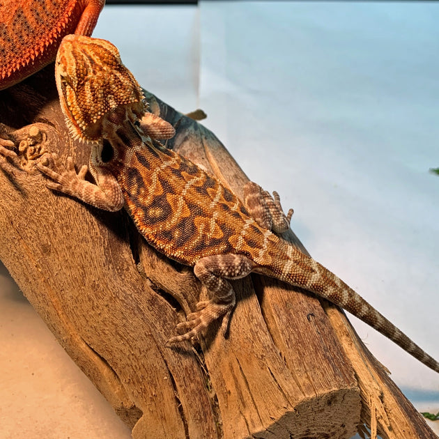 Wholesale Lot (10) Bearded Dragons *Mixed Morphs*