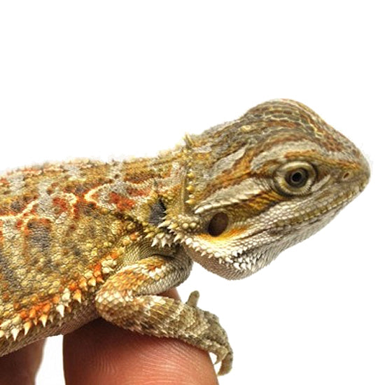 Buy Live Reptiles at Big Apple Pet Supply – Big Apple Herp - Reptiles