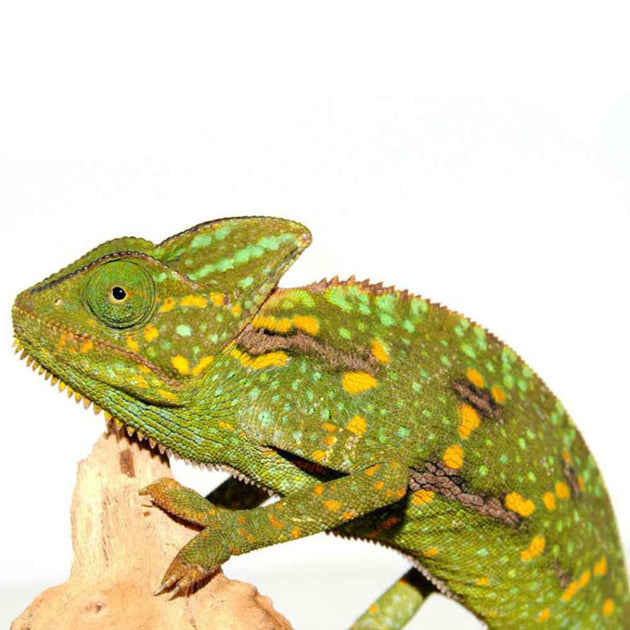 Designer Veiled chameleons for sale are the most colorful of all the  veileds.