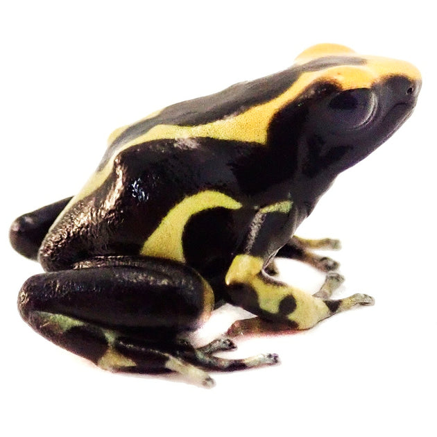 Buy Dart Frogs & Poison Arrow Frogs – Big Apple Herp - Reptiles For Sale