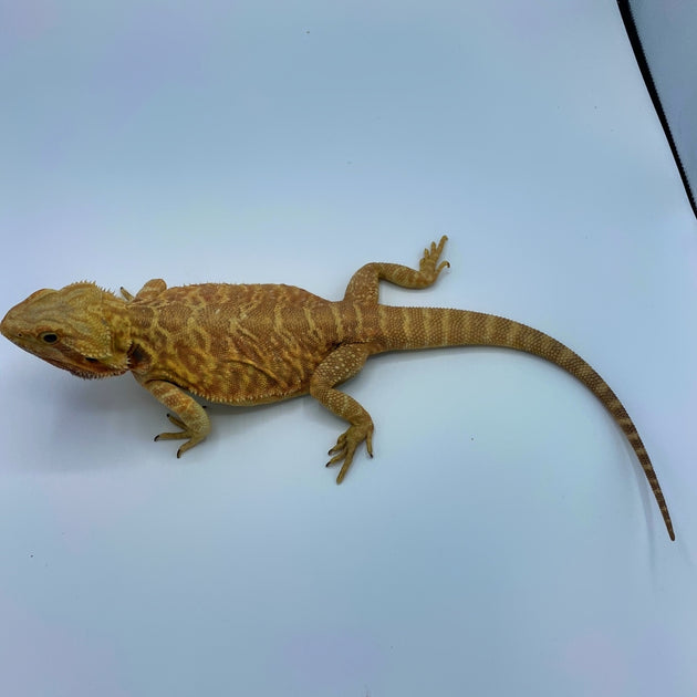 Citrus Leatherback Bearded Dragon Breeder (Stock BDB8)