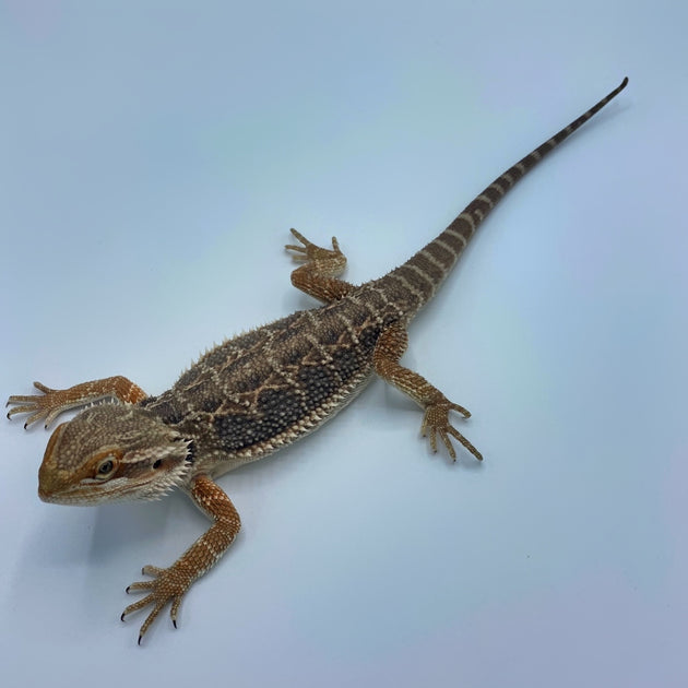 Red Bearded Dragons For Sale – Big Apple Pet Supply