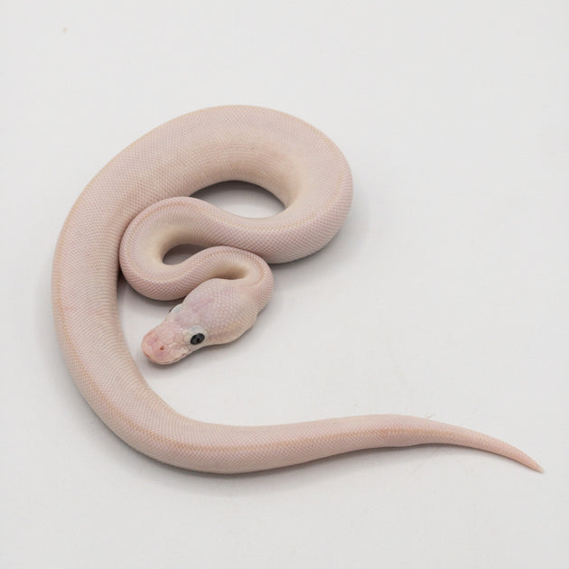 Buy Super Fire Black Eyed Lucy Ball Python – Big Apple Pet Supply