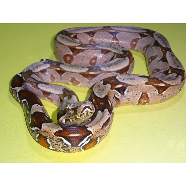 Guyana Red Tail Boas – Big Apple Herp - Reptiles For Sale