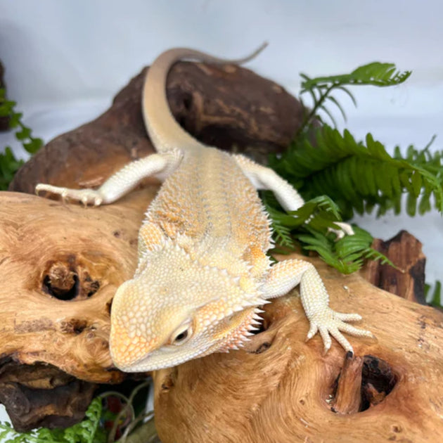 Mango the Bearded Dragon - Alexandria Living Magazine