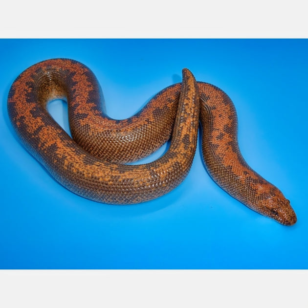 Black and White Kenyan Sand Boa for Sale