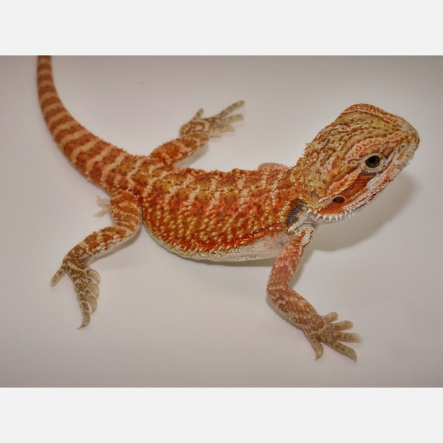 fire and ice bearded dragons