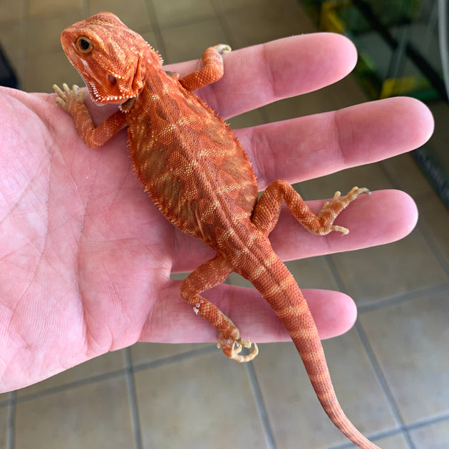 Baby Black and Red Translucent Bearded Dragons for sale