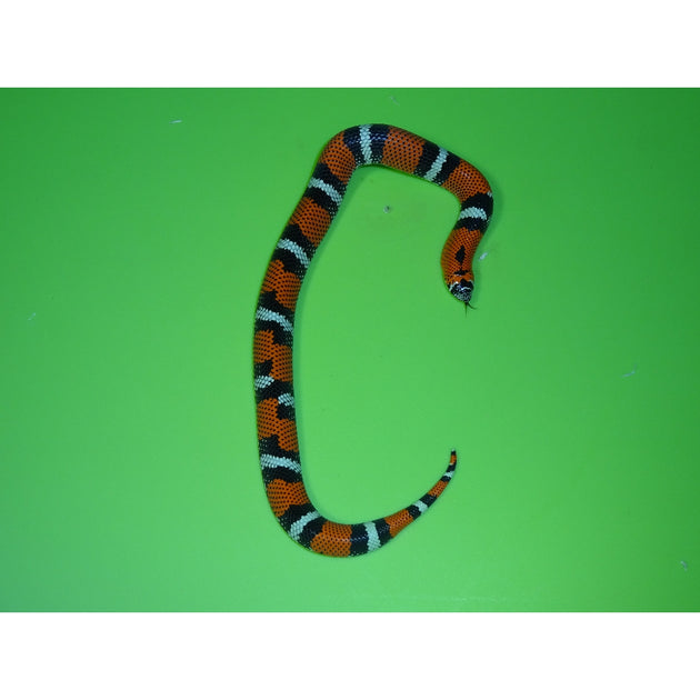 スキンダプサスGreen army Tricolor Snake Scale tricolor