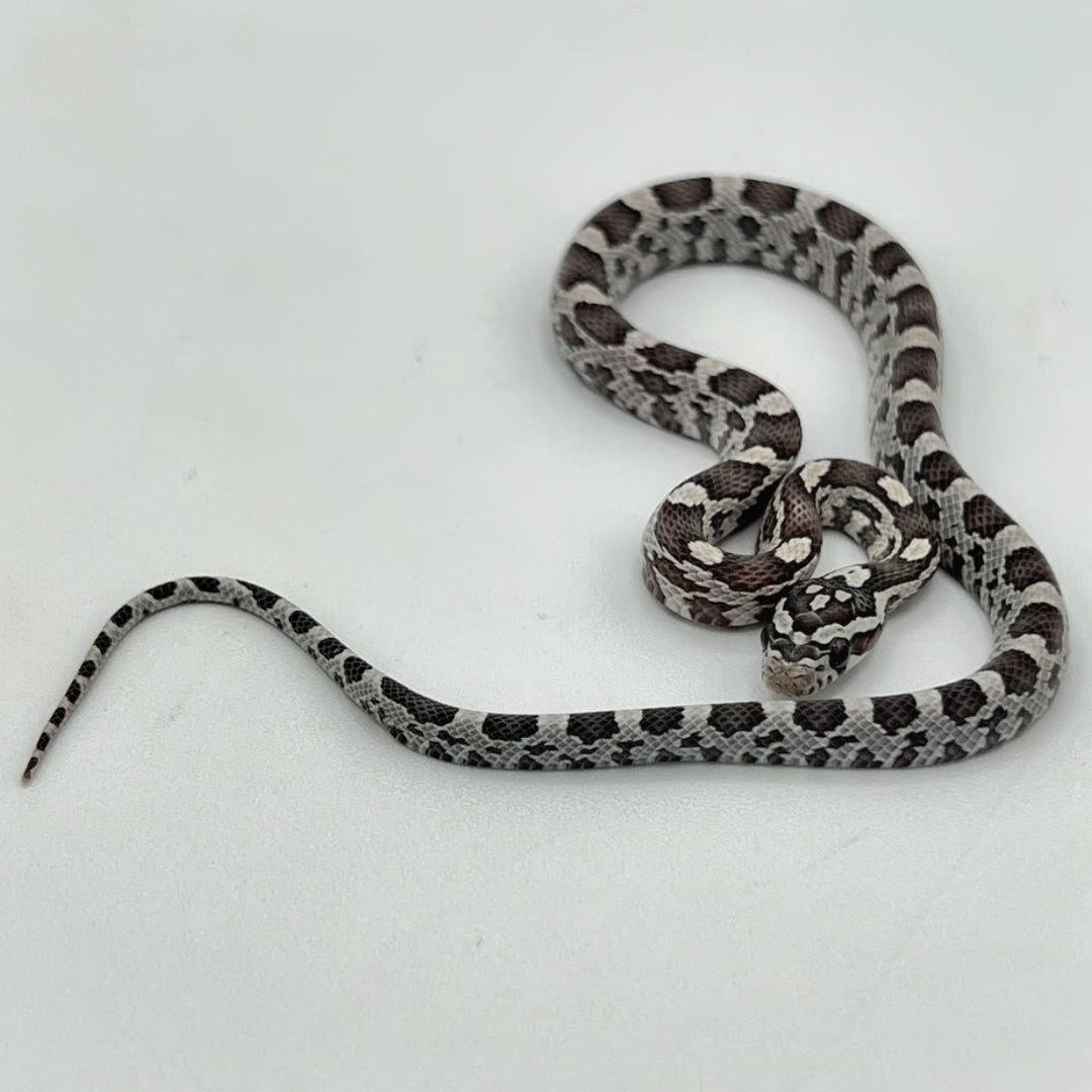 Purchase Online Black Albino Corn Snakes – Big Apple Herp - Reptiles For  Sale