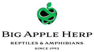 Big Apple Herp - Reptiles For Sale