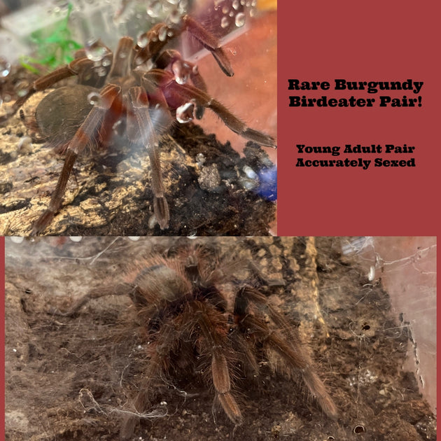 Goliath Burgundy Bird Eating Tarantulas ADULT PAIR – Big Apple Herp ...