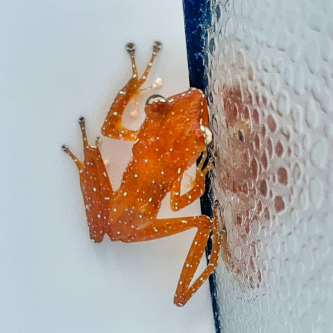 Cinnamon Tree Frogs