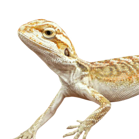 Citrus Bearded Dragons