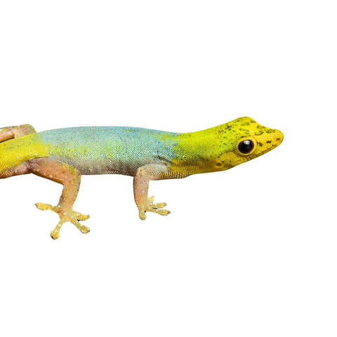 Cameroon Dwarf Gecko