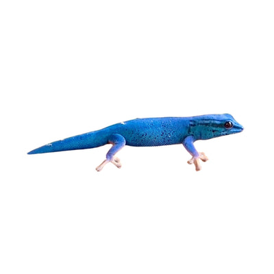 Electric Blue & High Red Giant Day Geckos