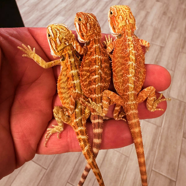 HIGH RED Bearded Dragons For Sale – Big Apple Herp - Reptiles For Sale