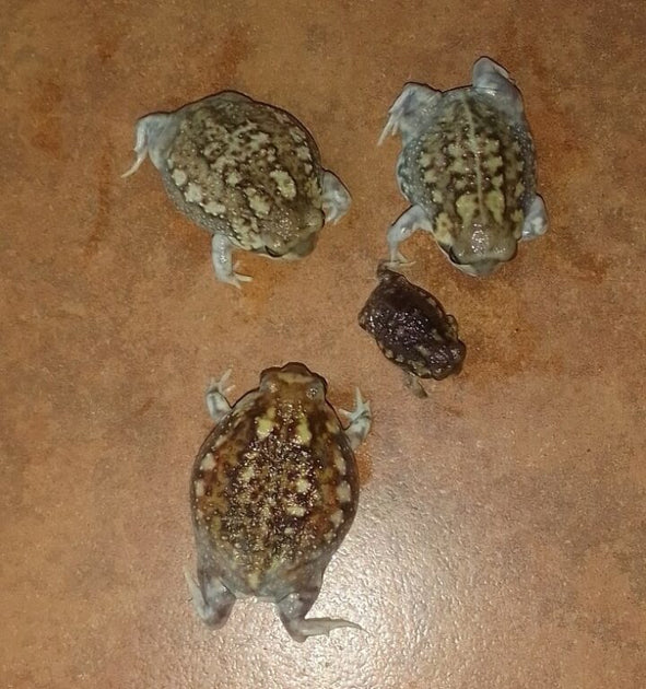 Rain Frogs For Sale – Big Apple Herp - Reptiles For Sale