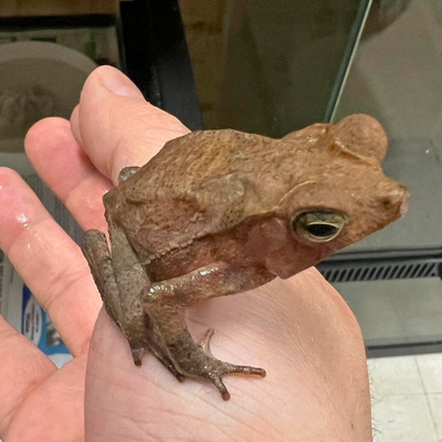 Suriname Leaf Toads