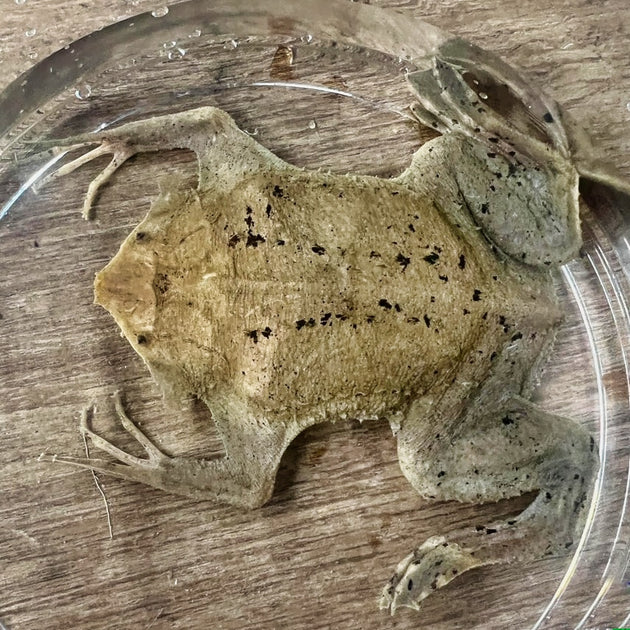 Suriname Toads Pipa pipa for sale – Big Apple Herp - Reptiles For Sale