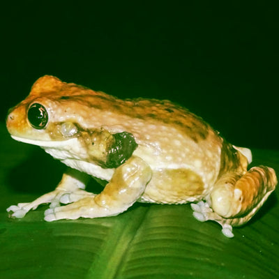 Veined Tree Frogs