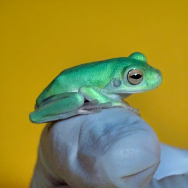 White Lip Tree Frogs For Sale – Big Apple Herp - Reptiles For Sale