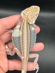 High End Paradigm Bearded Dragons