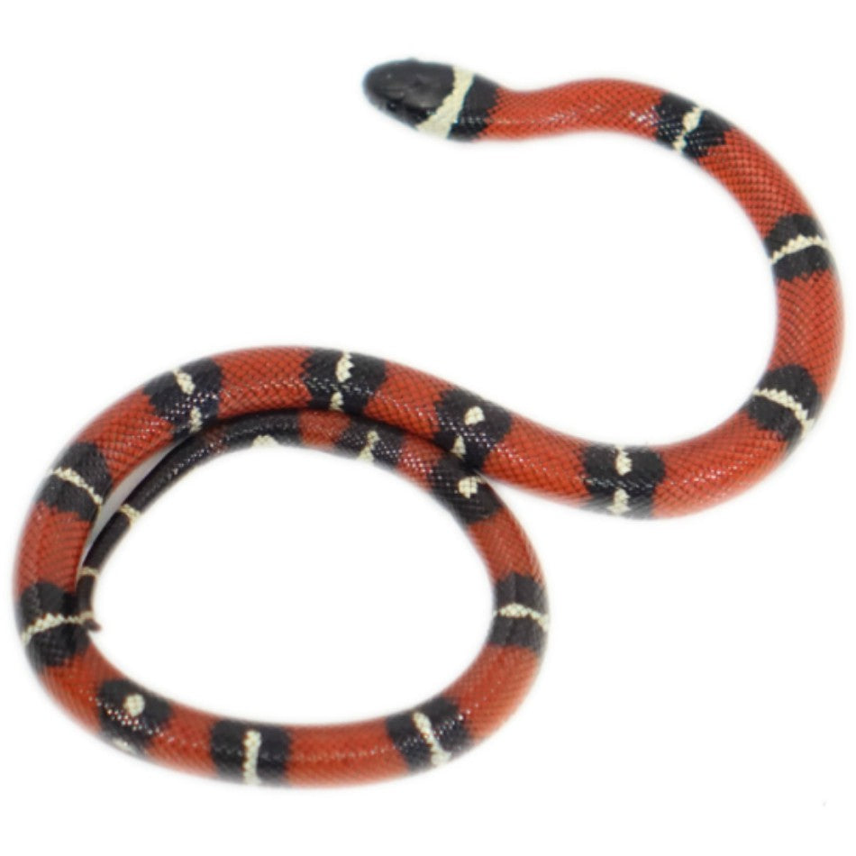 nelson milk snake