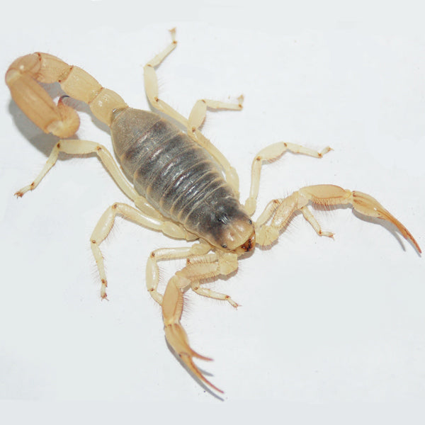 Desert Hairy Scorpions for Sale – Big Apple Herp - Reptiles For Sale