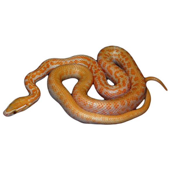 african house snake