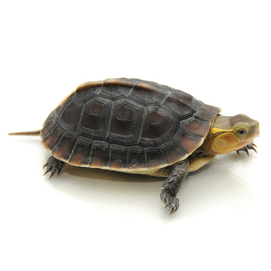 Buy a clearance box turtle