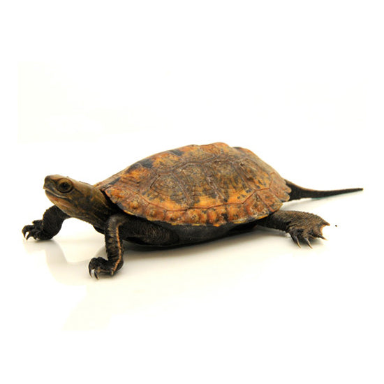 Reeves Turtles for sale