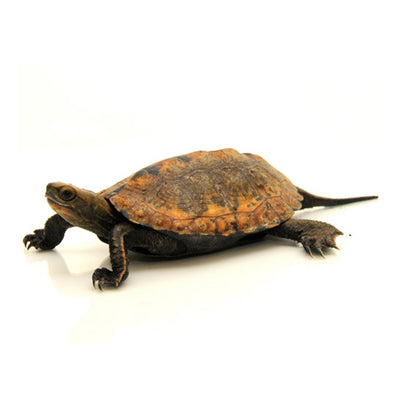 Tortoises & Turtles For Sale With Overnight Delivery – Big Apple Pet Supply