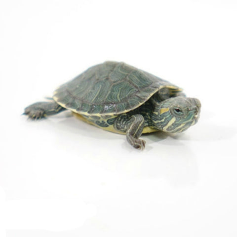 Red Ear Slider Turtles – Big Apple Herp - Reptiles For Sale