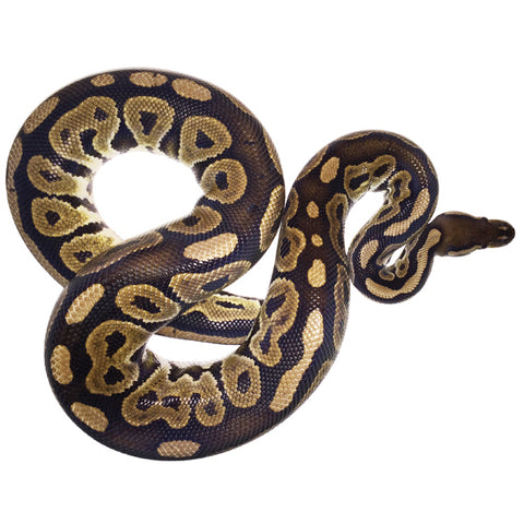 Super Lace Ball Pythons For Sale - MorphMarket US & Canada