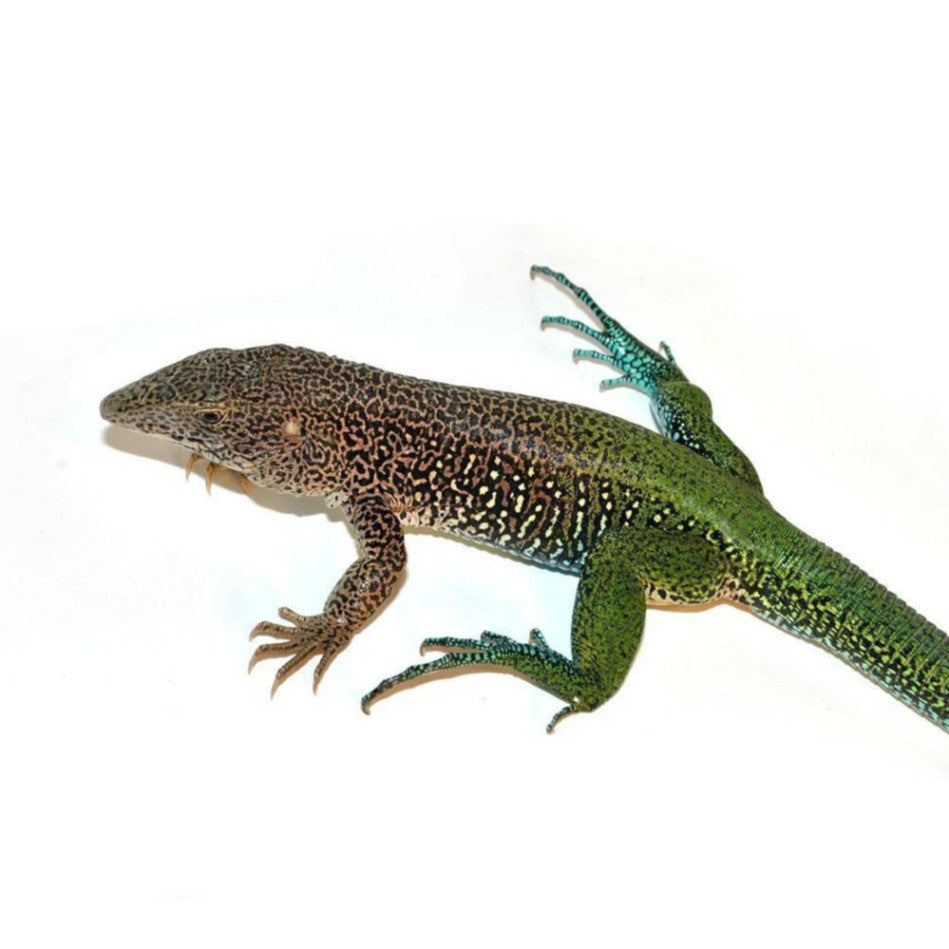 green pet lizards