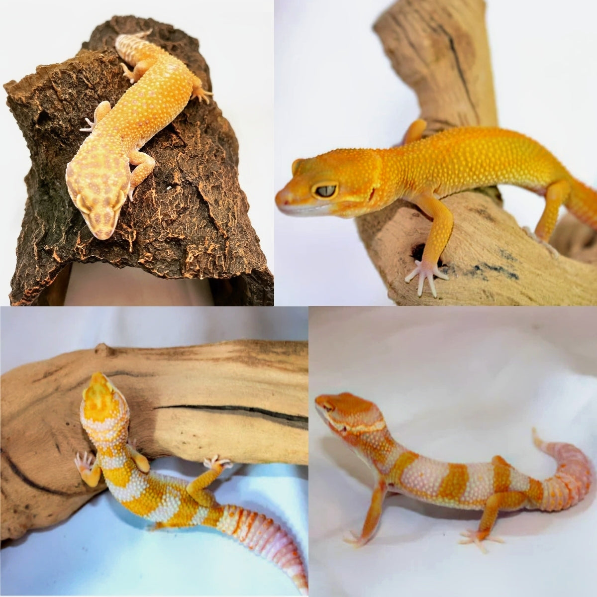 How to Tell If Your Gecko Is Male or Female