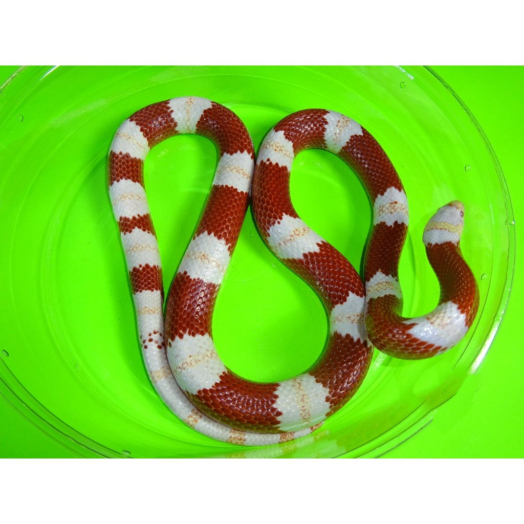 nelson milk snake