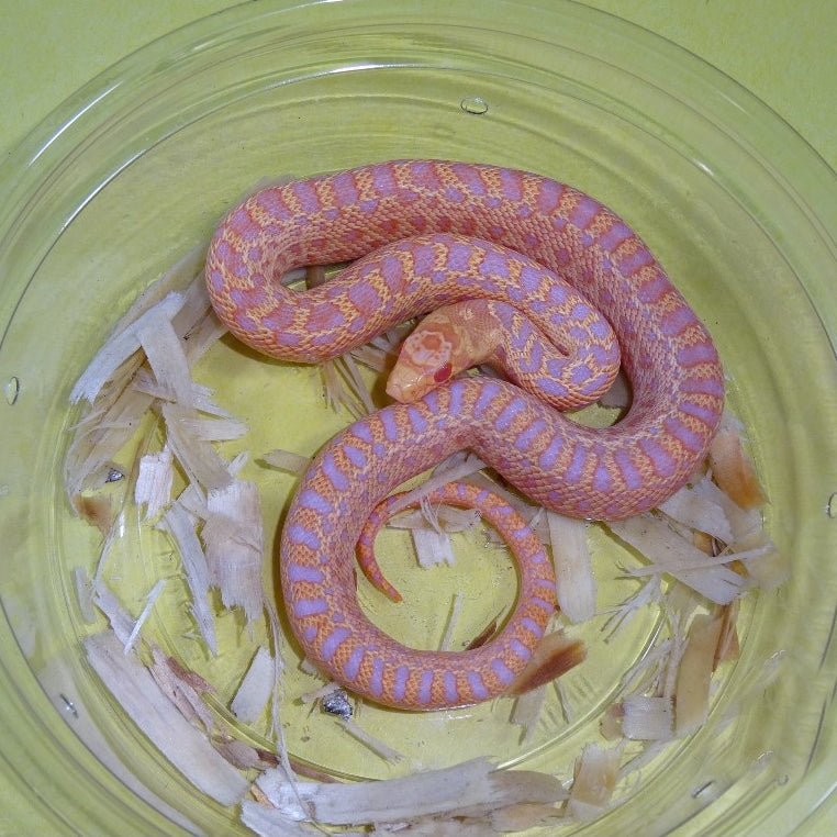 albino sunbeam snake