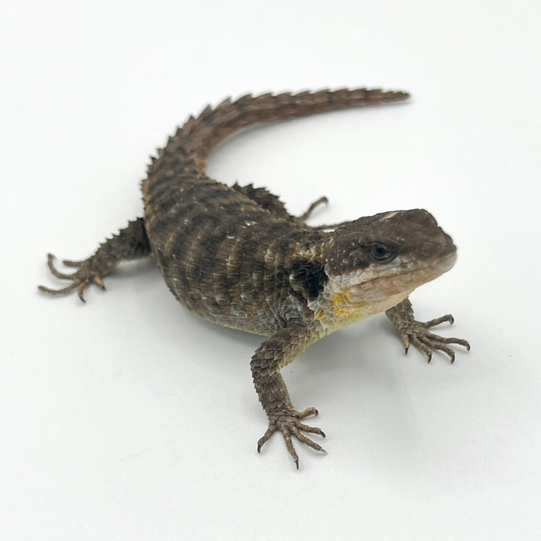 Lizards for sale near me hotsell