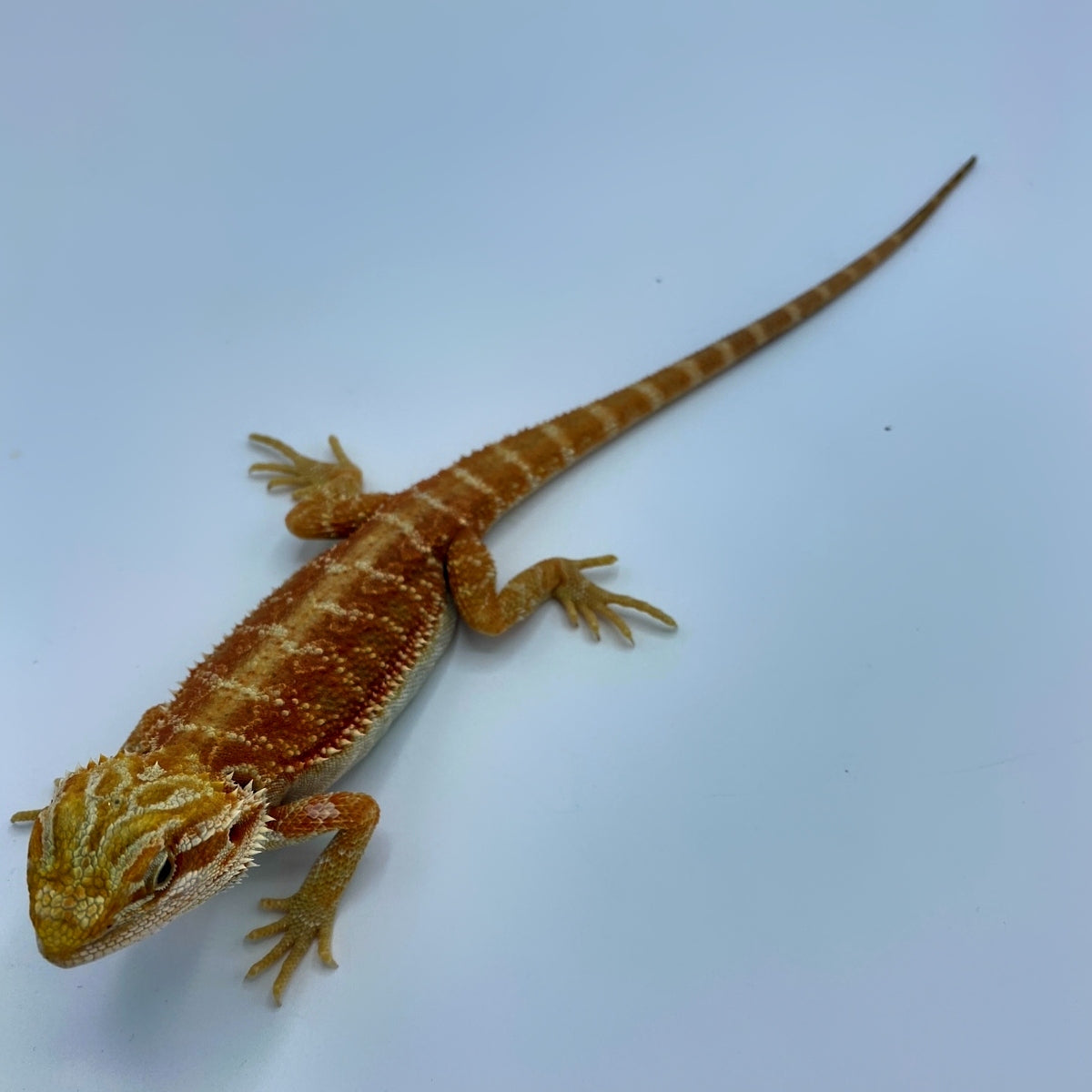 Red Bearded Dragons For Sale – Big Apple Pet Supply