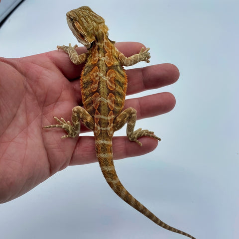 Citrus Leatherback Bearded Dragon Breeder (Stock BDB8)