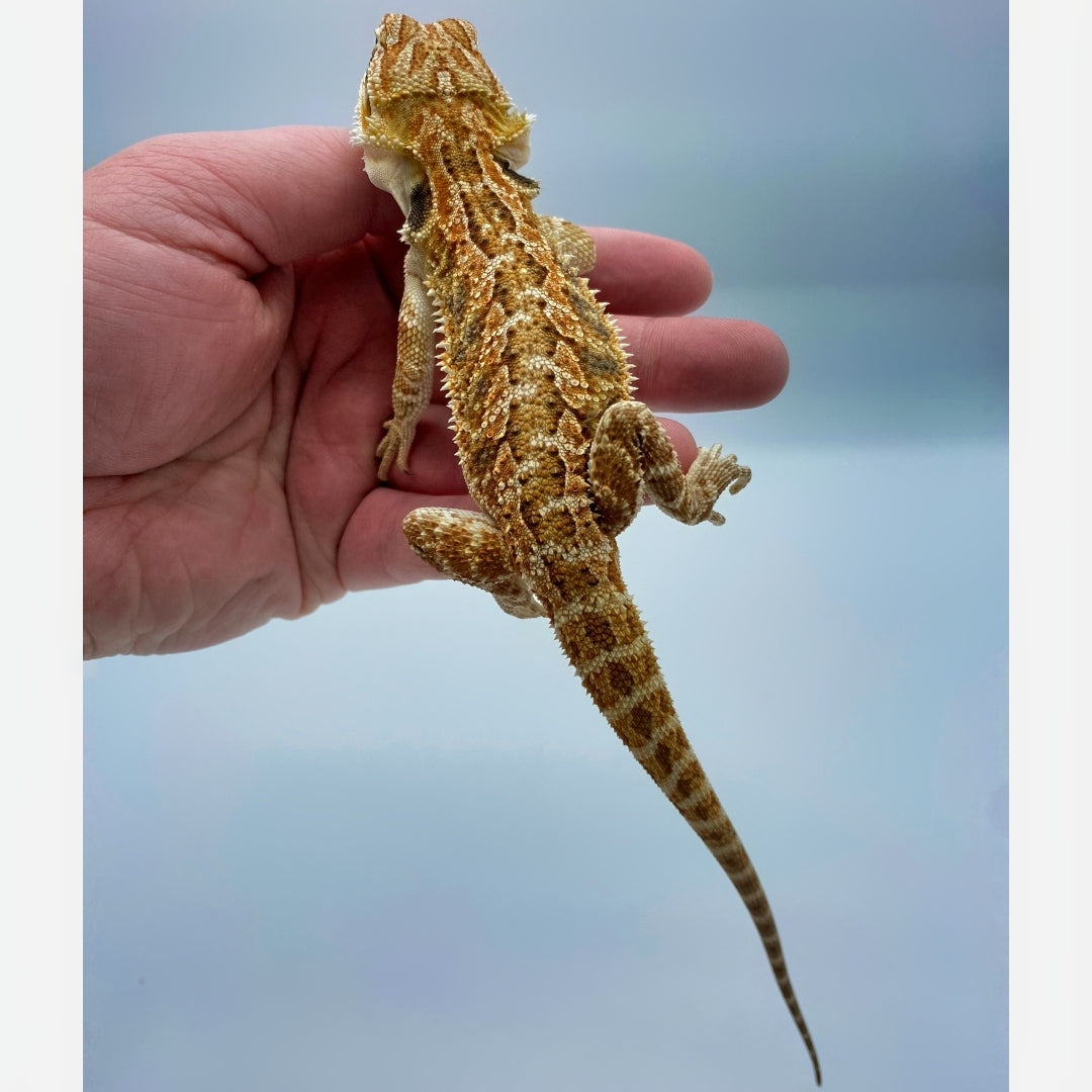 Red Bearded Dragons For Sale – Big Apple Pet Supply