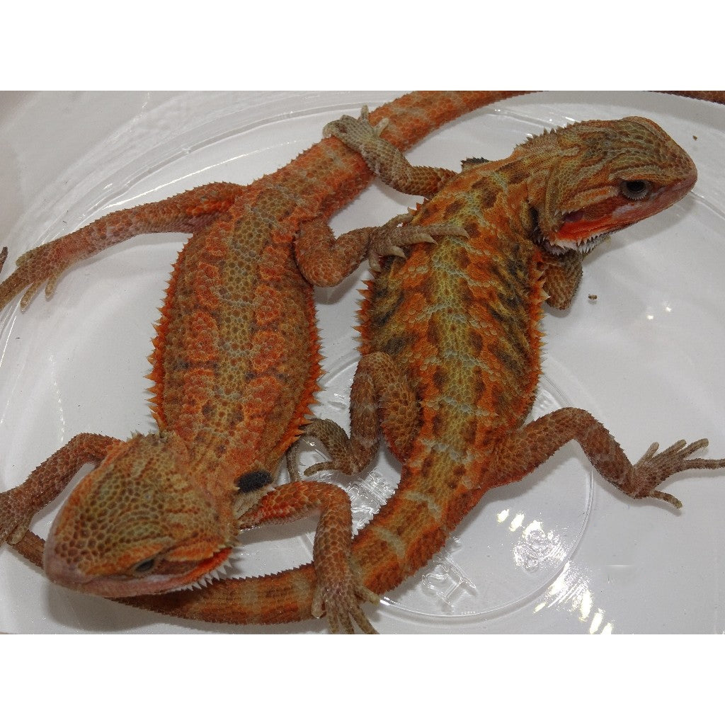 Bearded dragon shops near me best sale