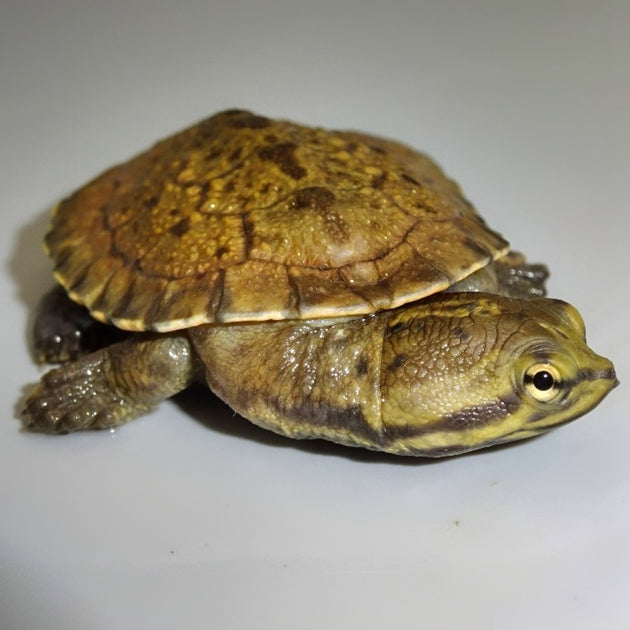 Brazilian Sideneck Turtles For Sale – Big Apple Herp - Reptiles For Sale