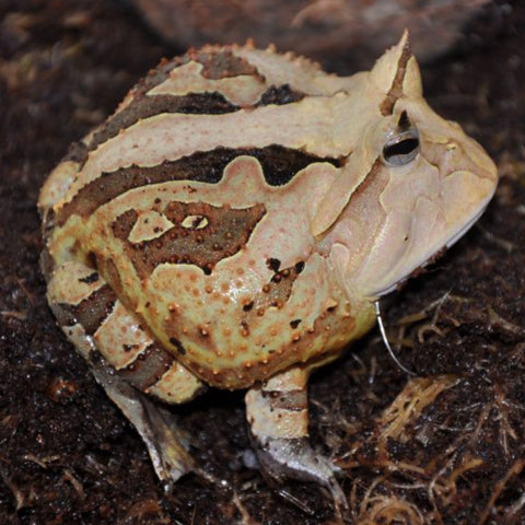 Brown Suriname Cornuta Horned Frogs