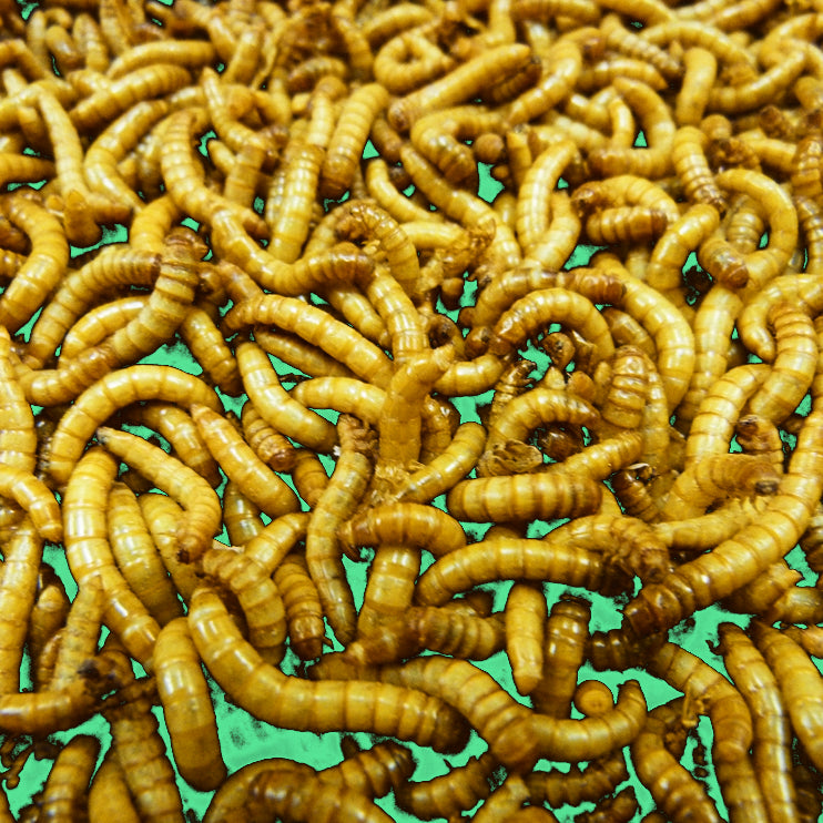 Buy Mealworms For Reptiles – Big Apple Herp - Reptiles For Sale