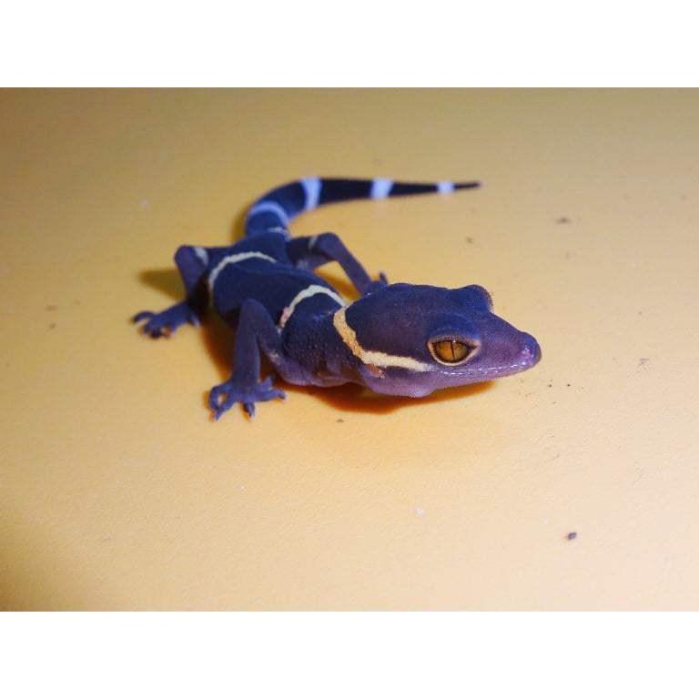 Chinese cave gecko outlet enclosure